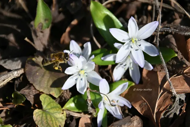 Berggarten im Jahreslauf (Foto: Katja Woidtke)

Der Berggarten hat seine Blütenteppiche ausgerollt... | Foto: Katja Woidtke