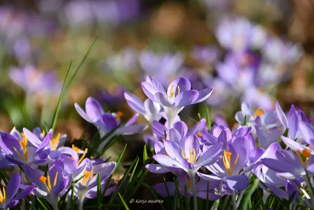 Berggarten im Jahreslauf (Foto: Katja Woidtke)

Der Berggarten hat seine Blütenteppiche ausgerollt... | Foto: Katja Woidtke