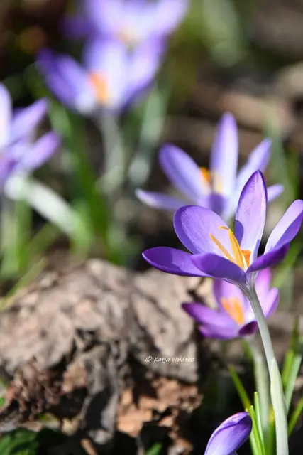 Berggarten im Jahreslauf (Foto: Katja Woidtke)

Der Berggarten hat seine Blütenteppiche ausgerollt... | Foto: Katja Woidtke