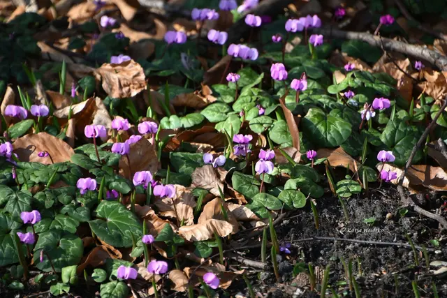 Berggarten im Jahreslauf (Foto: Katja Woidtke)

Der Berggarten hat seine Blütenteppiche ausgerollt... | Foto: Katja Woidtke