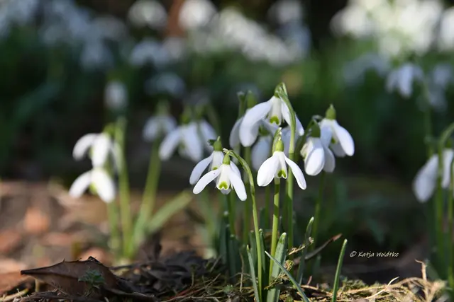 Berggarten im Jahreslauf (Foto: Katja Woidtke)

Der Berggarten hat seine Blütenteppiche ausgerollt... | Foto: Katja Woidtke