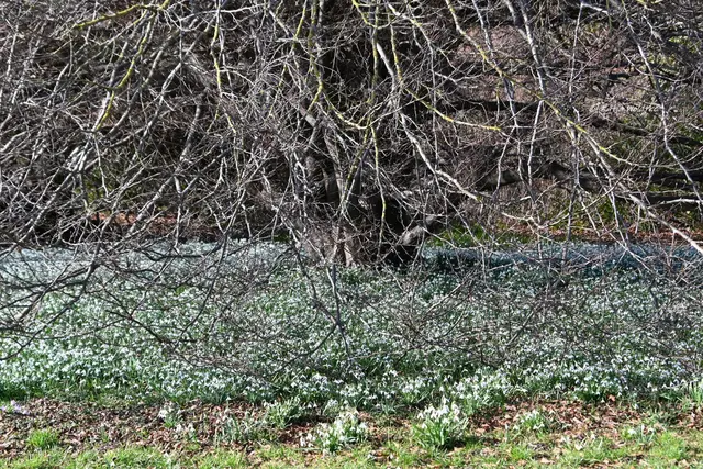 Berggarten im Jahreslauf (Foto: Katja Woidtke)

Der Berggarten hat seine Blütenteppiche ausgerollt... | Foto: Katja Woidtke