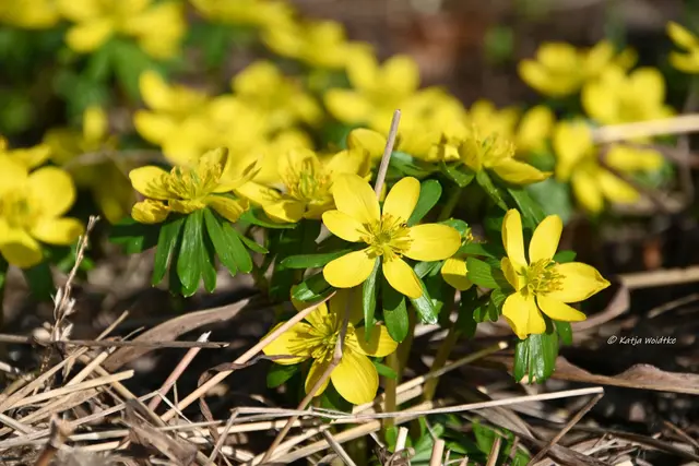 Berggarten im Jahreslauf (Foto: Katja Woidtke)

Der Berggarten hat seine Blütenteppiche ausgerollt... | Foto: Katja Woidtke