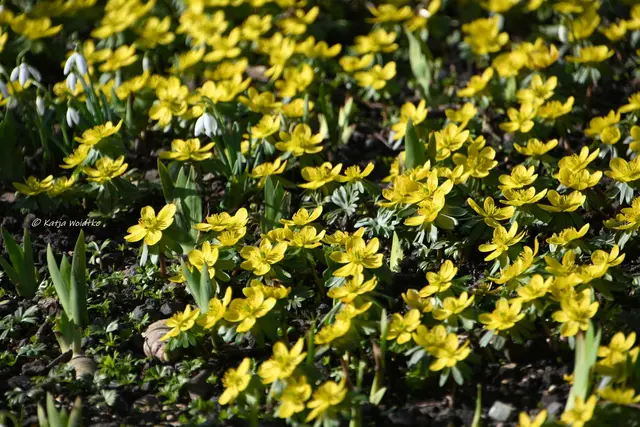 Berggarten im Jahreslauf (Foto: Katja Woidtke)

Der Berggarten hat seine Blütenteppiche ausgerollt... | Foto: Katja Woidtke