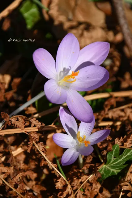 Berggarten im Jahreslauf (Foto: Katja Woidtke)

Der Berggarten hat seine Blütenteppiche ausgerollt... | Foto: Katja Woidtke