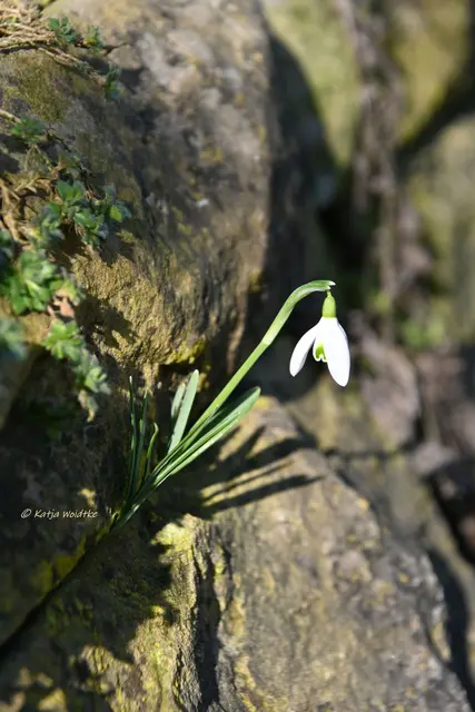 Berggarten im Jahreslauf (Foto: Katja Woidtke)

Der Berggarten hat seine Blütenteppiche ausgerollt... | Foto: Katja Woidtke