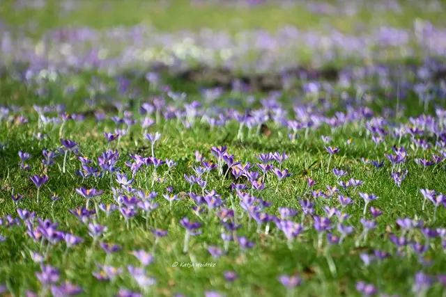Berggarten im Jahreslauf (Foto: Katja Woidtke)

Der Berggarten hat seine Blütenteppiche ausgerollt... | Foto: Katja Woidtke