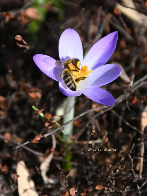 Berggarten im Jahreslauf (Foto: Katja Woidtke)

Der Berggarten hat seine Blütenteppiche ausgerollt... | Foto: Katja Woidtke
