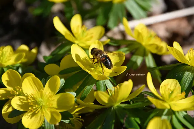 Berggarten im Jahreslauf (Foto: Katja Woidtke)

Der Berggarten hat seine Blütenteppiche ausgerollt... | Foto: Katja Woidtke