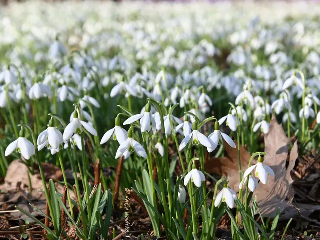 Berggarten im Jahreslauf (Foto: Katja Woidtke)

Der Berggarten hat seine Blütenteppiche ausgerollt... | Foto: Katja Woidtke