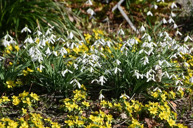 Berggarten im Jahreslauf (Foto: Katja Woidtke)

Der Berggarten hat seine Blütenteppiche ausgerollt... | Foto: Katja Woidtke