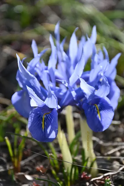Berggarten im Jahreslauf (Foto: Katja Woidtke)

Der Berggarten hat seine Blütenteppiche ausgerollt... | Foto: Katja Woidtke