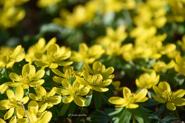 Berggarten im Jahreslauf (Foto: Katja Woidtke)

Der Berggarten hat seine Blütenteppiche ausgerollt... | Foto: Katja Woidtke