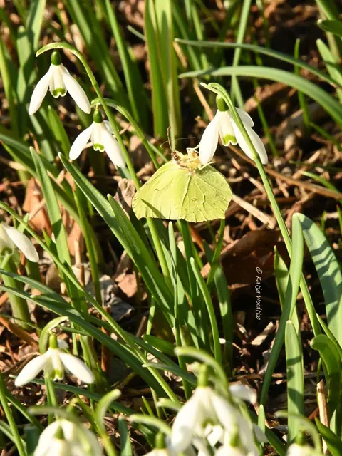 Berggarten im Jahreslauf (Foto: Katja Woidtke)

Der Berggarten hat seine Blütenteppiche ausgerollt... | Foto: Katja Woidtke