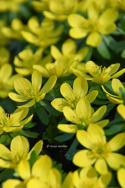 Berggarten im Jahreslauf (Foto: Katja Woidtke)

Der Berggarten hat seine Blütenteppiche ausgerollt... | Foto: Katja Woidtke
