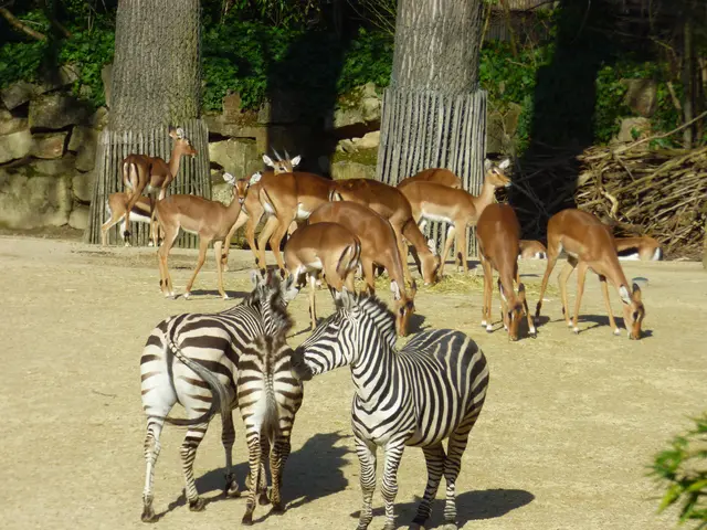 Zebra Impala Thomson Gazelle