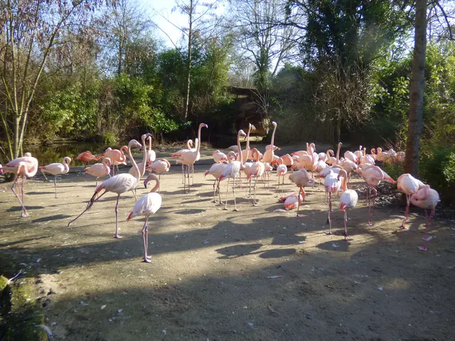 Wir sind die Flamingos