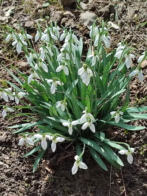 Schneeglöcken auf dem Gersthofer Friedhof wurden ehrenamtlich von Mitglieder des Gersthofer Umweltstammtisch eingepflanzt | Foto: Foto Claudia Wegele
