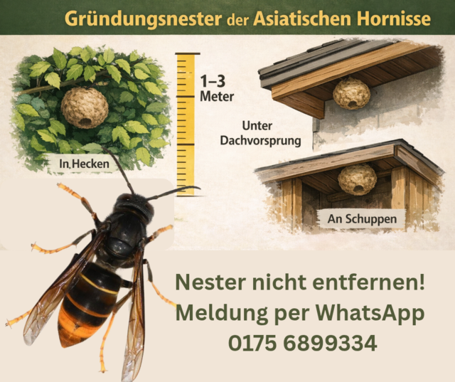 Kleines Gründungsnest der Asiatischen Hornisse. In der frühen Phase bitte nicht entfernen – Meldung mit Foto und Standort unterstützt das koordinierte Monitoring. | Foto: M.M-M - Velutina Lockdown Team 
