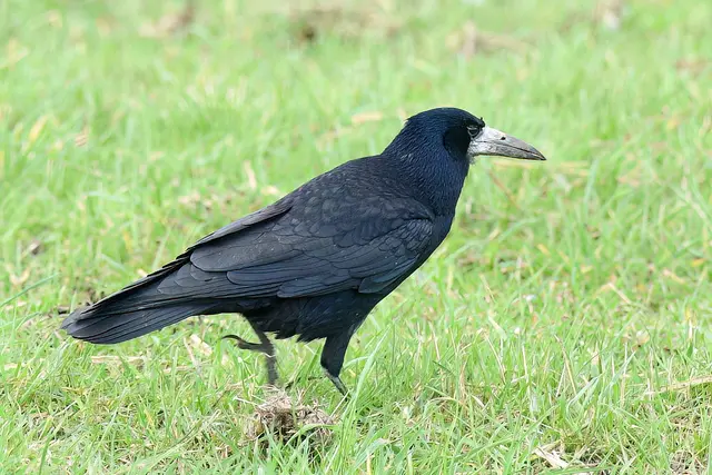 Saatkrähe | Foto: Copyright Andreas Schäfer