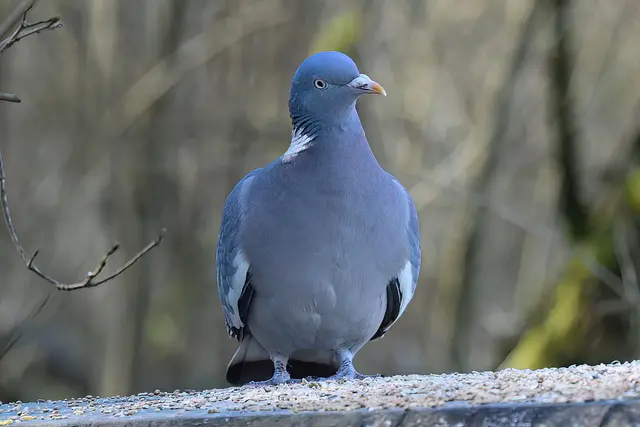 Foto: Copyright Andreas Schäfer