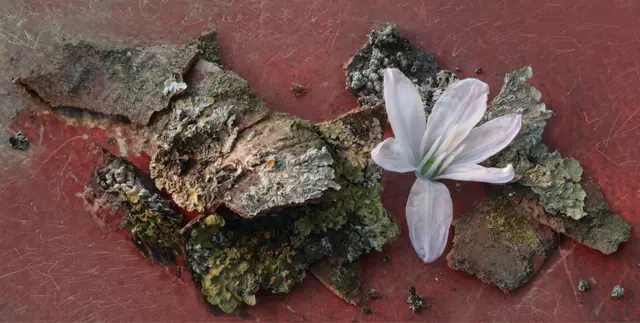 'Mischtschenko Blaustern' (Scilla mischtschenkoana) 