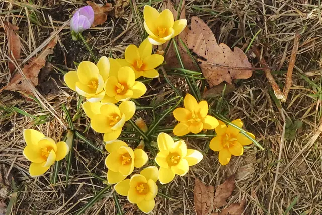 Krokusse am Gesichtsstein