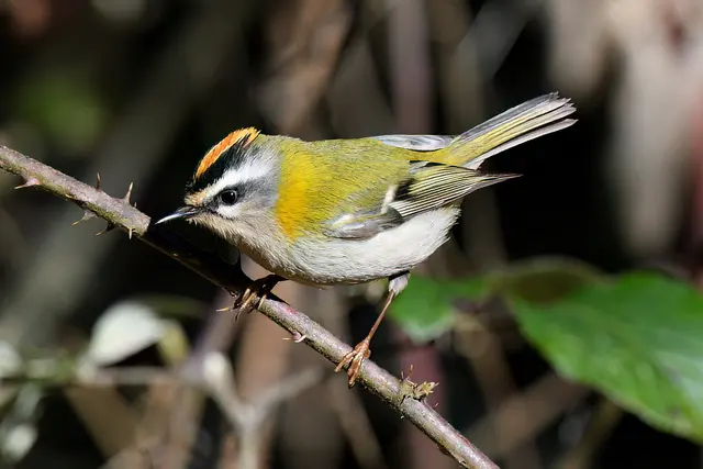 Foto: Copyright Andreas Schäfer