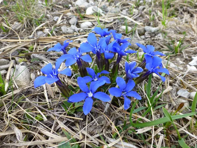 Seltener Frühlingsenzian auf den Ausgleichsflächen | Foto: Dr. Hubert Raab