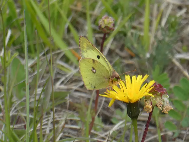 Hufeisenklee-Gelbling (Colias alfacariensis) auf der Heidefläche | Foto: Dr. Hubert Raab