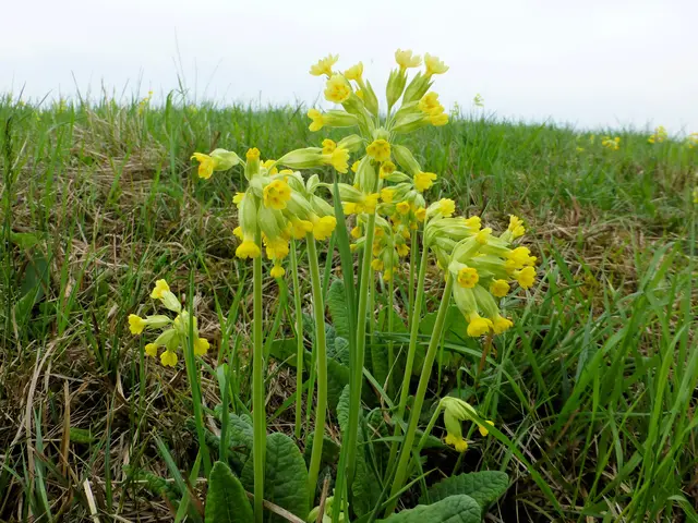 Echte Schlüsselblume (Primula veris) | Foto: Dr. Hubert Raab