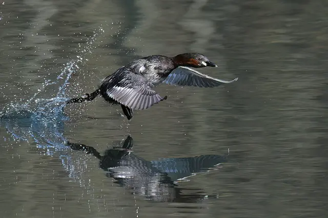 Foto: Copyright Andreas Schäfer