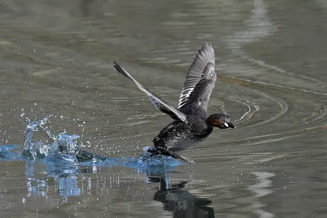 Foto: Copyright Andreas Schäfer