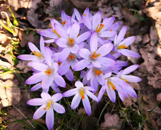 Ein schöner Anblick | Foto: Shima Mahi