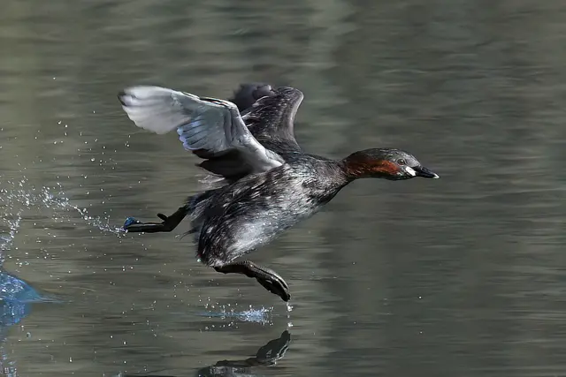 Foto: Copyright Andreas Schäfer