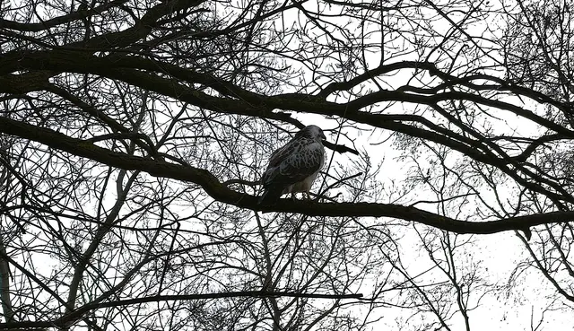 Der Bussard verlässt bald das dichte Geäst. | Foto: Shima Mahi