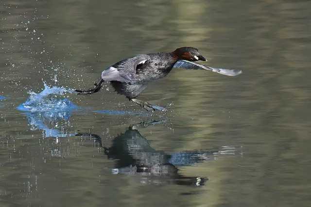 Foto: Copyright Andreas Schäfer