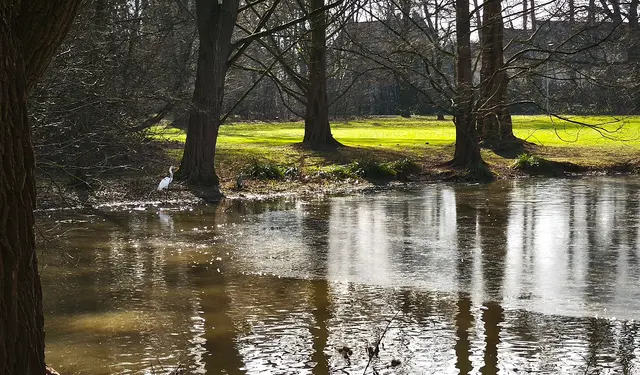 Silberreiher im Brinker Park | Foto: Shima Mahi