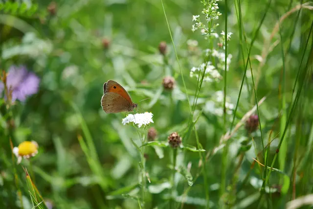 Falter auf einer Streuobstwiese. | Foto: Charles Kenwright