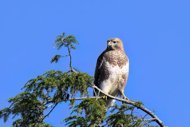 Foto: Copyright Andreas Schäfer