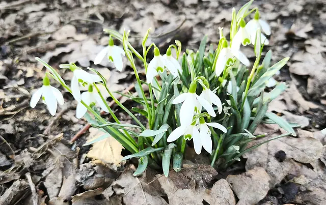 Schneeglöckchen | Foto: Shima Mahi