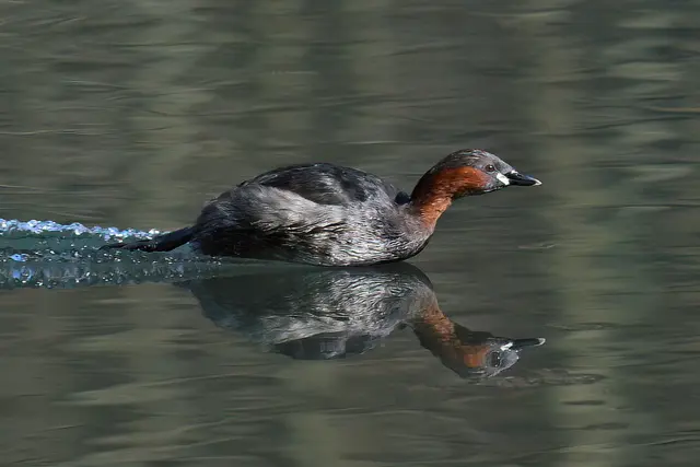 Foto: Copyright Andreas Schäfer