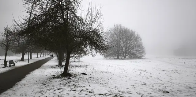 Stadtpark im Nebel | Foto: Shima Mahi