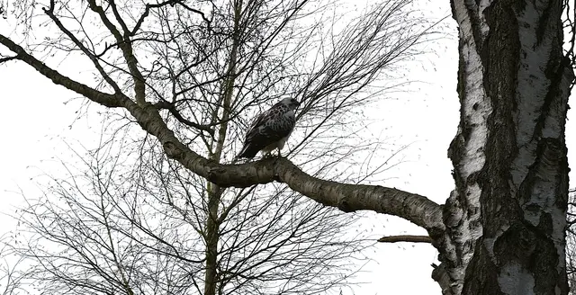 Hier sitzt er nun besser sichtbar in einer Birke. | Foto: Shima Mahi