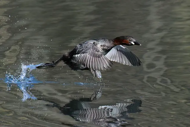 Foto: Copyright Andreas Schäfer