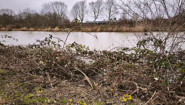 Am Mittellandkanal in Hannover: Im Vordergrund sind die Winterlinge der erste Frühlingsgruß | Foto: Shima Mahi