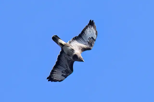 Foto: Copyright Andreas Schäfer