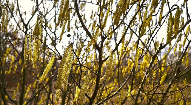 Auch schön, aber Allergiker sind wohl nicht so glücklich. | Foto: Shima Mahi