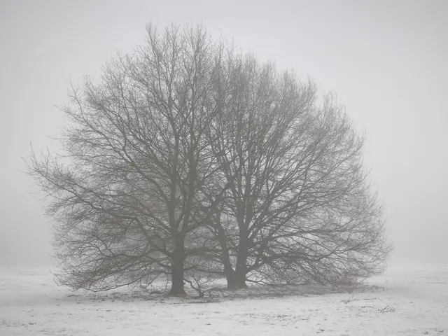 Nebelschönheit | Foto: Shima Mahi