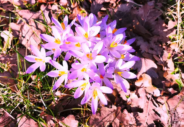 Endlich Sonne und die Krokusse sind da. | Foto: Shima Mahi
